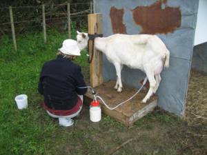 как сделать станок для дойки коз