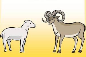 Как выглядят овца и баран