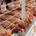 What animals are profitable to breed for business at home?