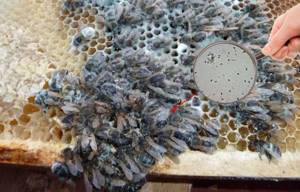 Канди для пчел - польза и приготовление подкормки