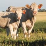 Кастрированный КРС