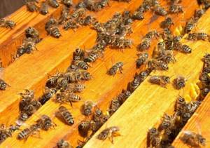 Количество пчел в улье во многом зависит от самого пасечника