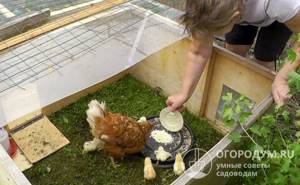 Кормить вылупившихся цыплят начинают сразу после того как они обсохнут под наседкой или в инкубаторе