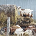 Feeding before lambing