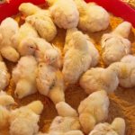Кормление суточных цыплят