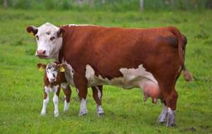Корова и новорожденный теленок