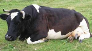 корова лежит
