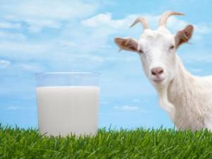 Коза даёт 2-3 литра молока в день