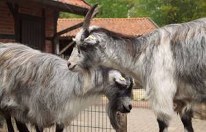 коза и козел милуются