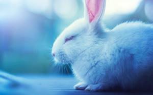 красивое фото кролика хиколь
