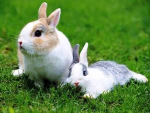 красивые кролики