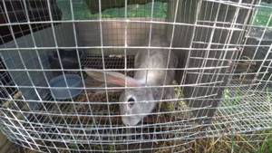 Кривошея и вялое поведение кролика может быть признаком пастереллеза