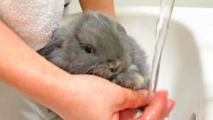 Крольчонка моют в раковине