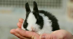 Крольчонок на руке