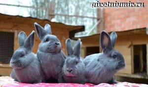 Кролик-породы-венский-голубой-Описание-уход-и-питание-кролика-венский-голубой-5