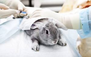 Кролик у ветеринара