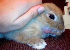Кролик, зараженный стоматитом