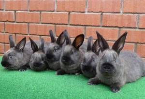 Кролики Мардер