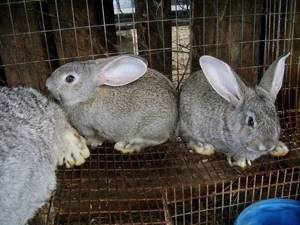 Кролики на ферме