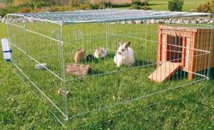 кролики на траве