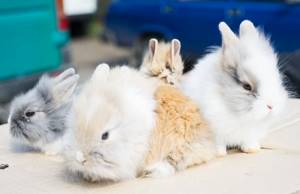 Кролики на выставке