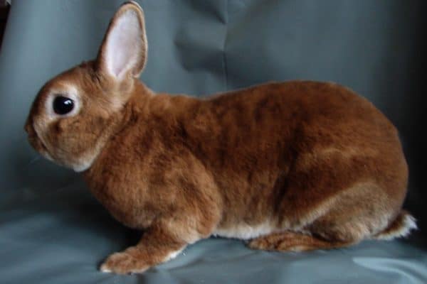Кролики отличаются крупными размерами, они достигают 5 килограммов