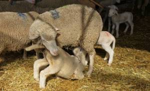 Куйбышевская овца с потомством