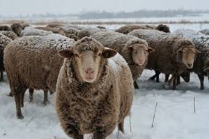 куйбышевская овца зимой