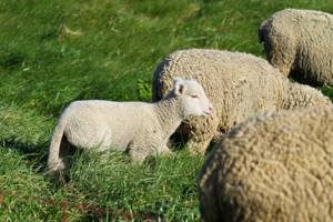 Куйбышевские овцы с детенышем