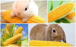 кукуруза кролику