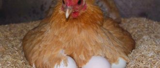Курица сидит на яйцах