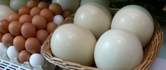 Куриные и страусиные яйца