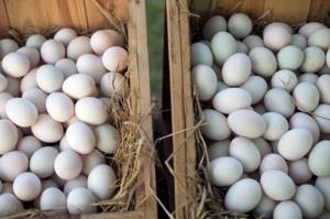 Куриные и утиные яйца: отличия, что полезнее