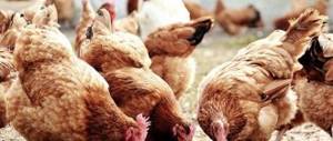 Chickens peck food