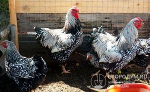 Куры-универсалы востребованы многими любителями домашнего птицеводства, так как неприхотливы в содержании и обеспечивают высокую продуктивность по мясу и яйцу