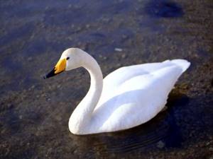 Лебедь-Кликун: фото, описание, интересные факты