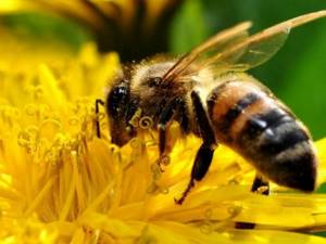 лекарство для пчел Апимакс