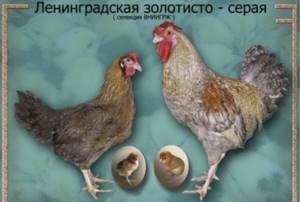 Ленинградская золотисто-серая порода кур