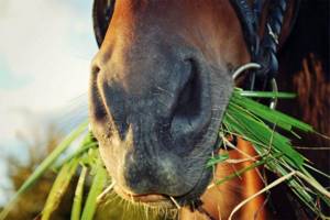 Лошадь жует траву