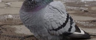 Лозеваль для голубей