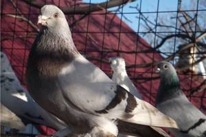 Майкопские голуби