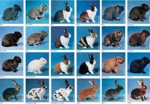 много кроликов