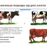 молочность у коров определяется