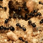 муравьинка для пчел инструкция