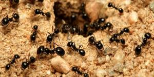 муравьинка для пчел инструкция