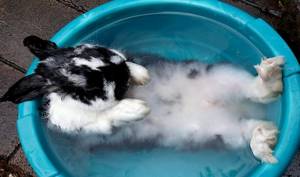 Мытье кролика