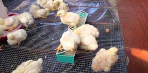 Некоторые фермеры добавляют Биомицин в корм цыплятам
