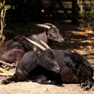 Несмотря на то, что аноа находится в Индонезии под охраной, он становится жертвой браконьеров,