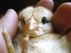 Новорожденный цыпленок нуждается в заботливом уходе хозяина