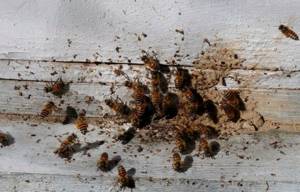 Нозематоз у пчёл